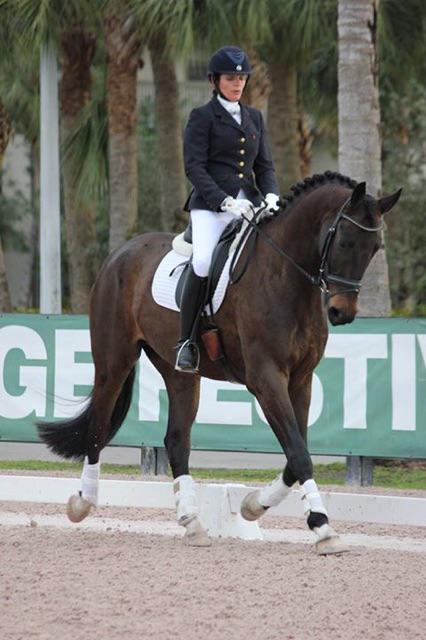 Dressage Horse For Sale- Exceptional Imported 4 yr, G , KWPN( DonTango ...