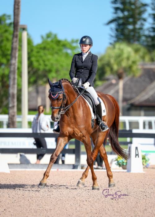 Dressage Horse For Sale Imported PSG AngloArab Gelding at