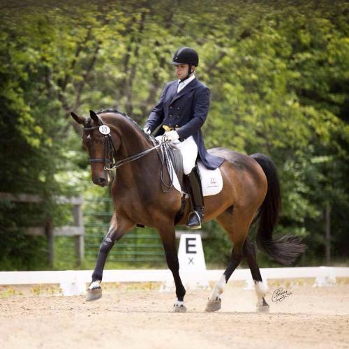 Dressage Horse For Sale- Stunning Confirmed GP Horse at DressageStar.com